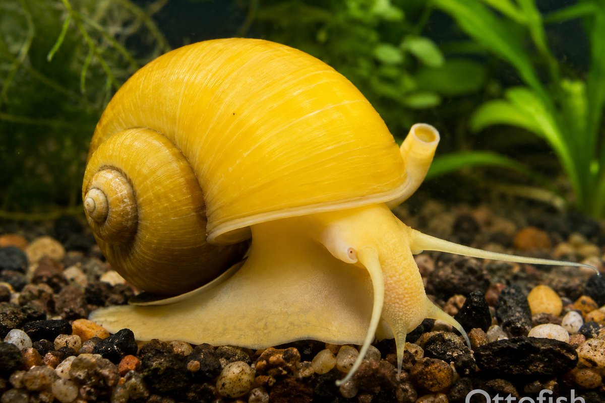 Улитки (Ampullariidae, Neritidae и др.) — совместимость с другими рыбами
