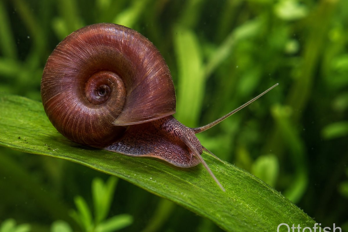 Катушка роговая (Planorbarius corneus) — аквариумное беспозвоночное