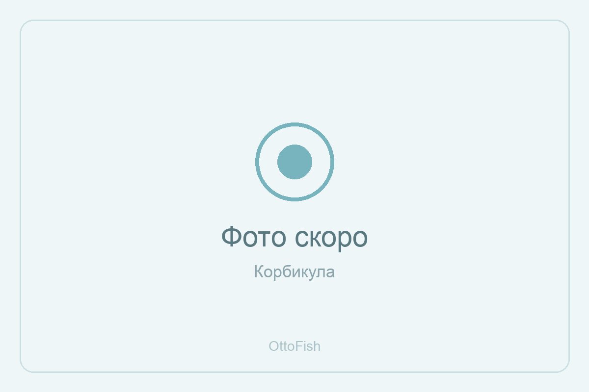 Корбикула