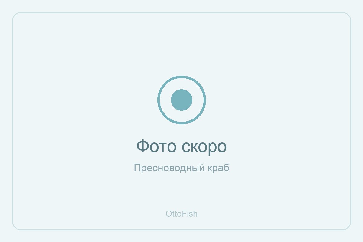 Пресноводный краб