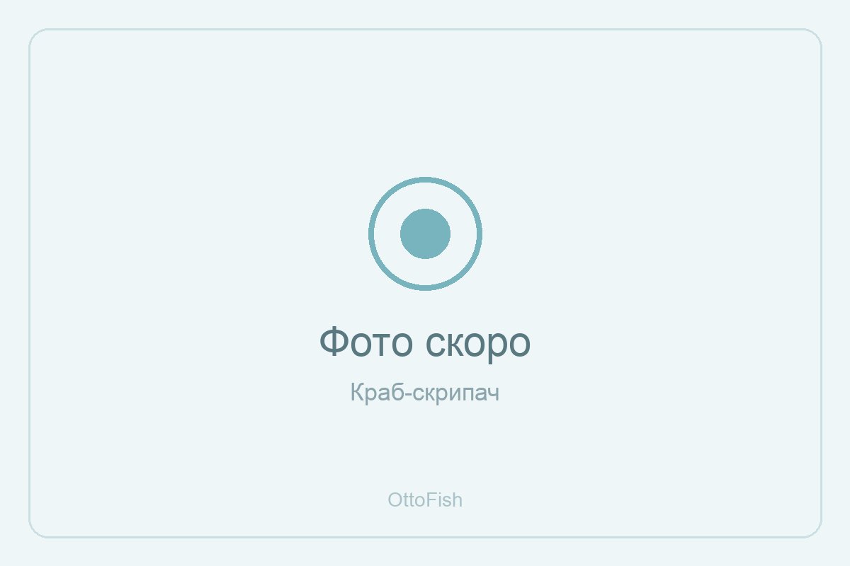 Краб-скрипач
