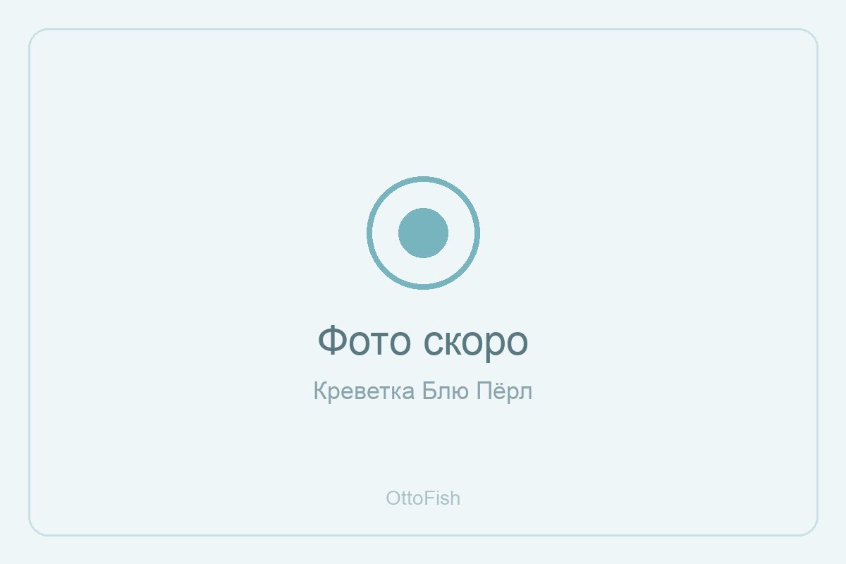 Креветка Блю Пёрл