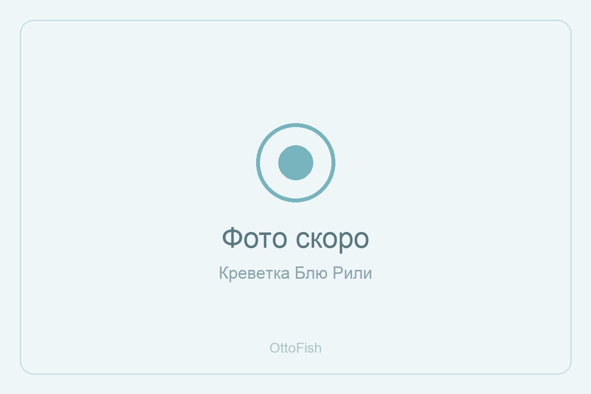 Креветка Блю Рили