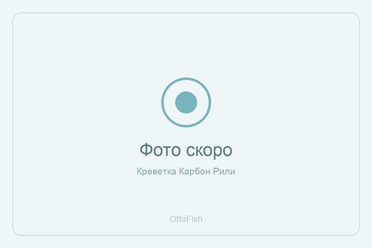 Креветка Карбон Рили