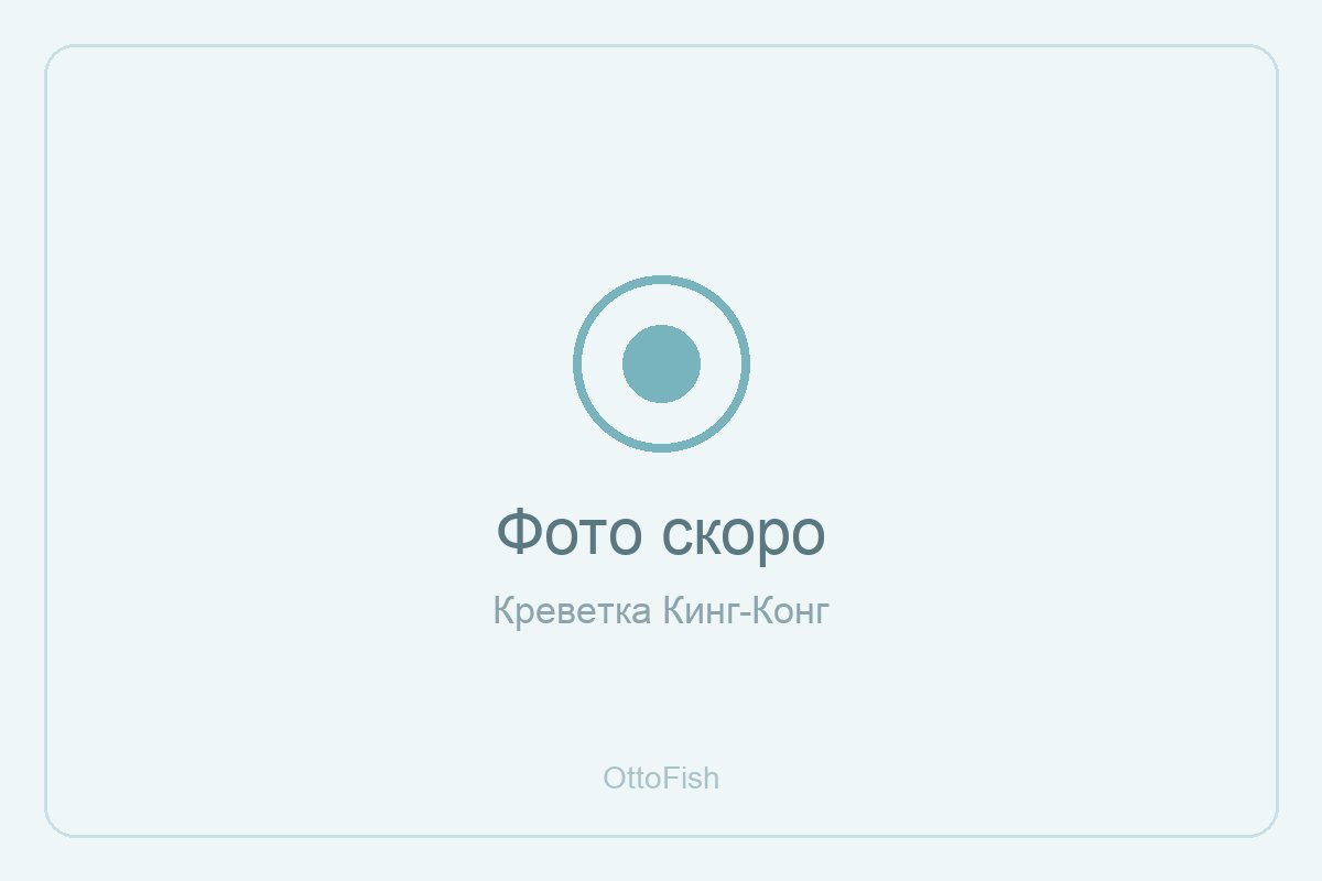 Креветка Кинг-Конг