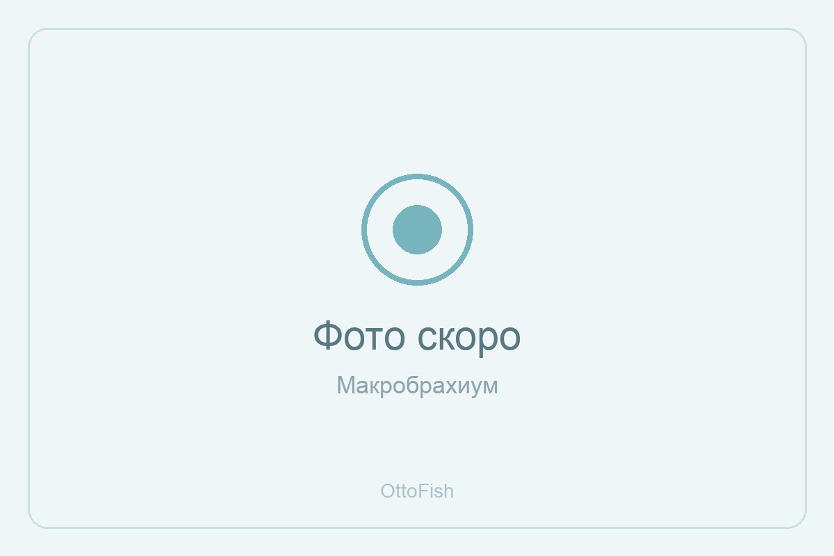 Макробрахиум