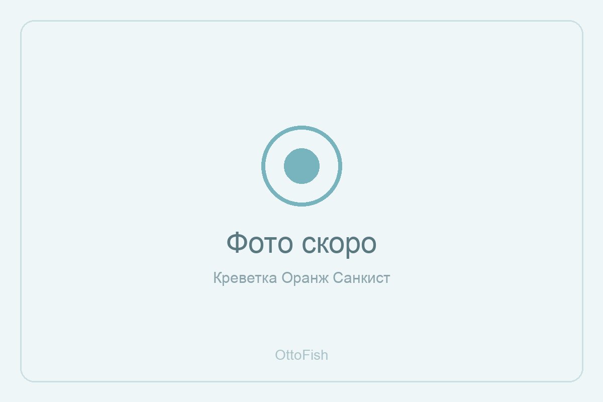 Креветка Оранж Санкист