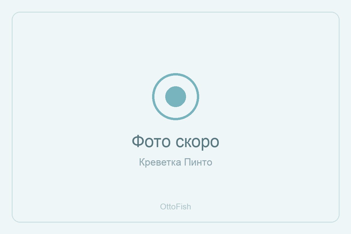 Креветка Пинто
