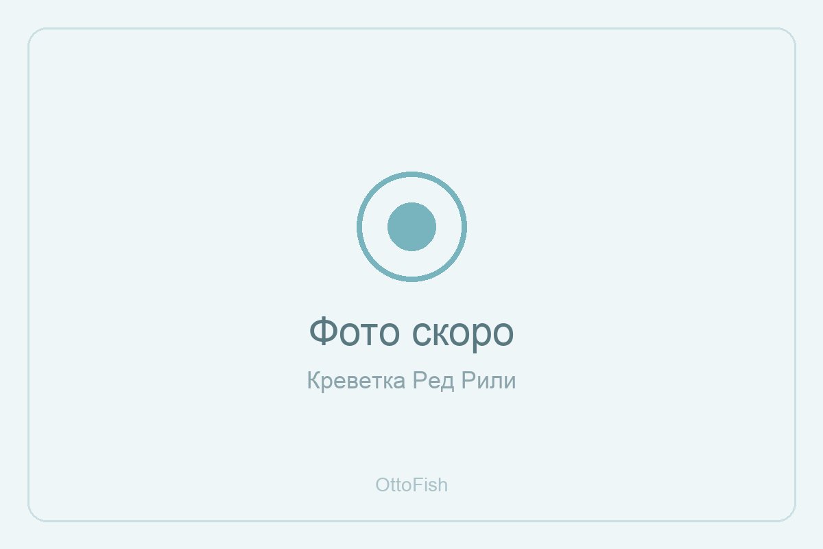 Креветка Ред Рили