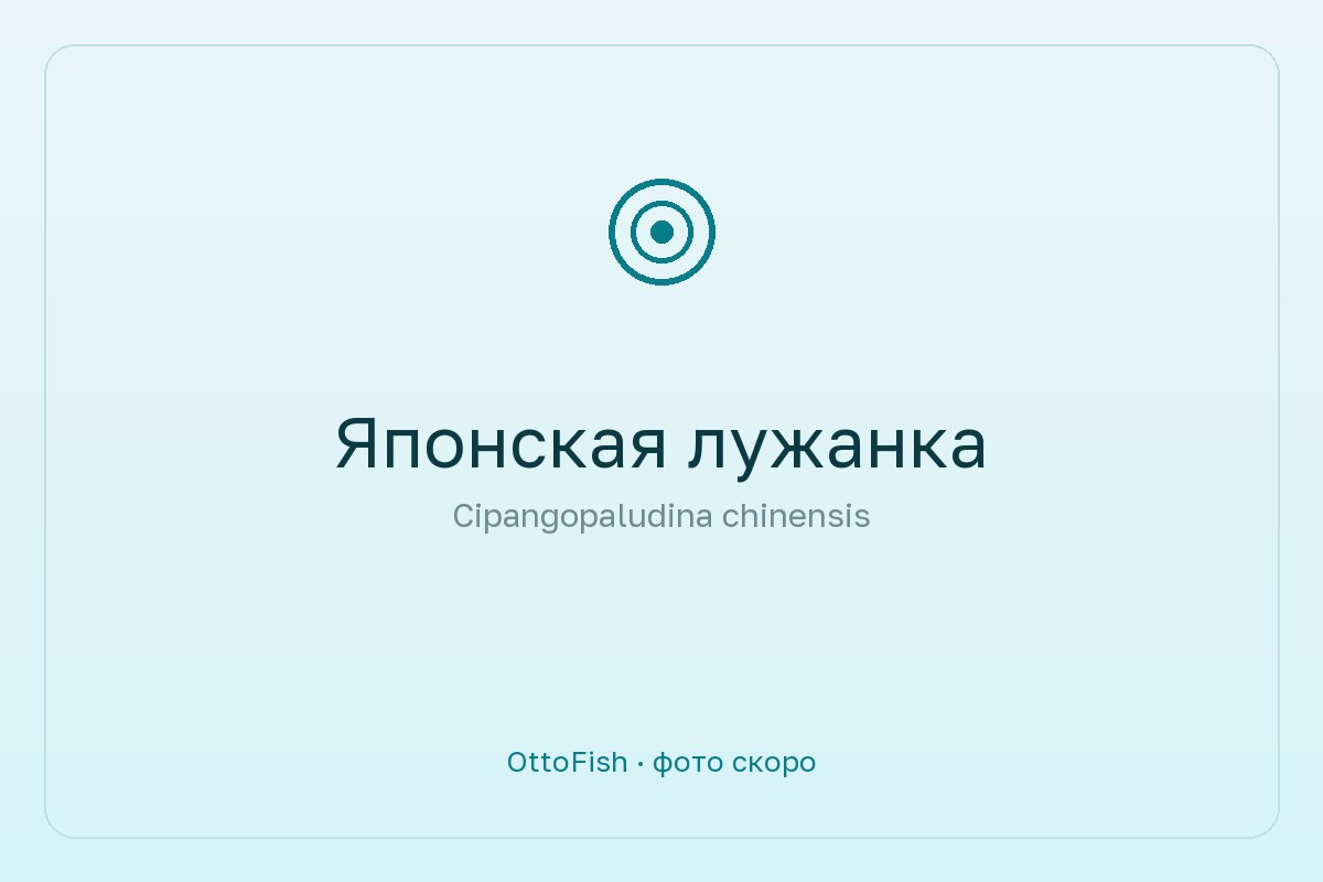 Японская лужанка