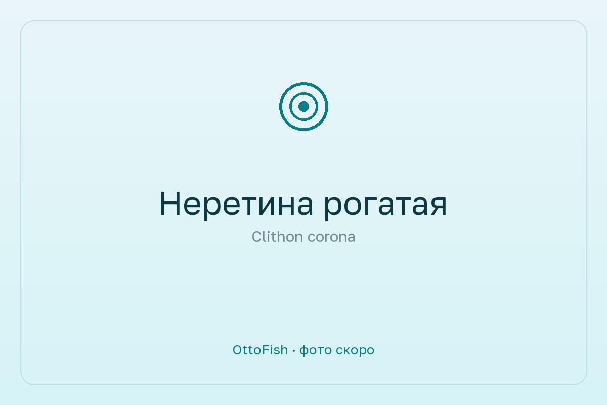 Неретина рогатая