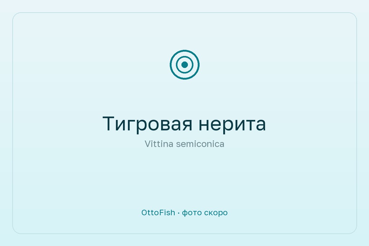Тигровая нерита