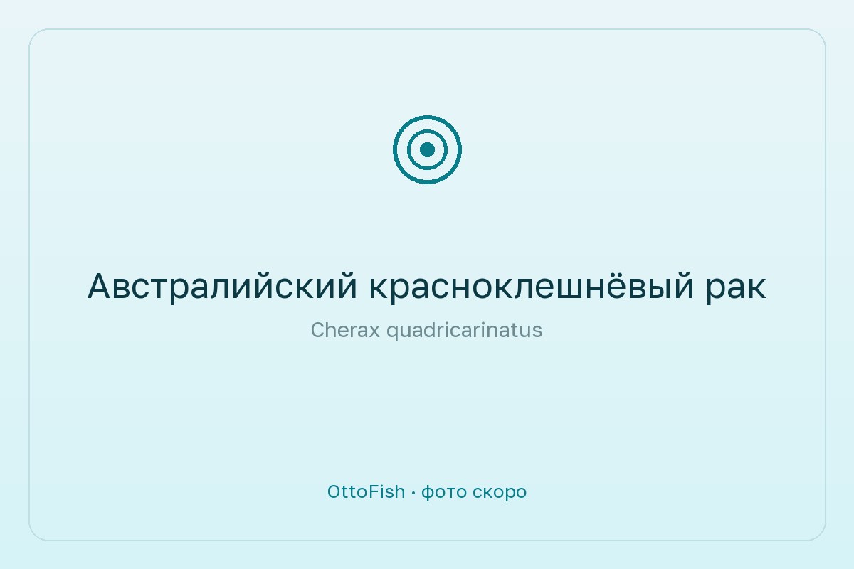 Австралийский красноклешнёвый рак