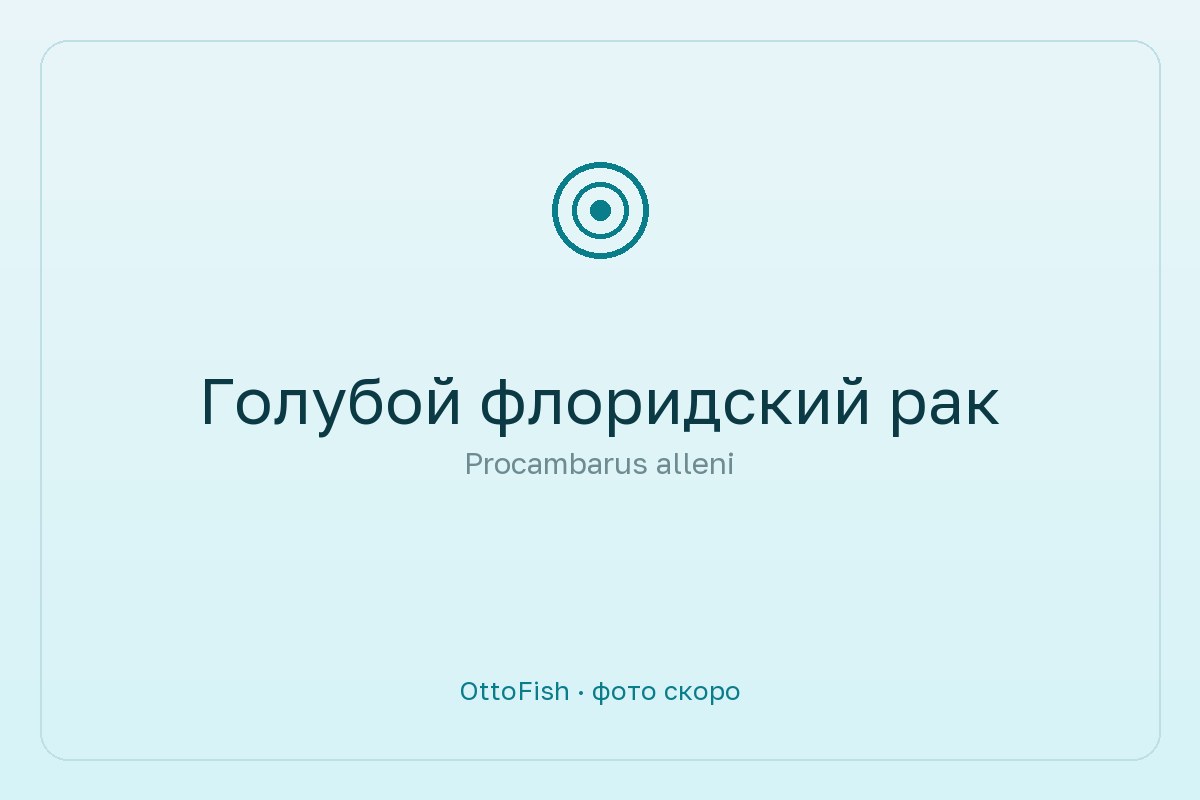 Голубой флоридский рак