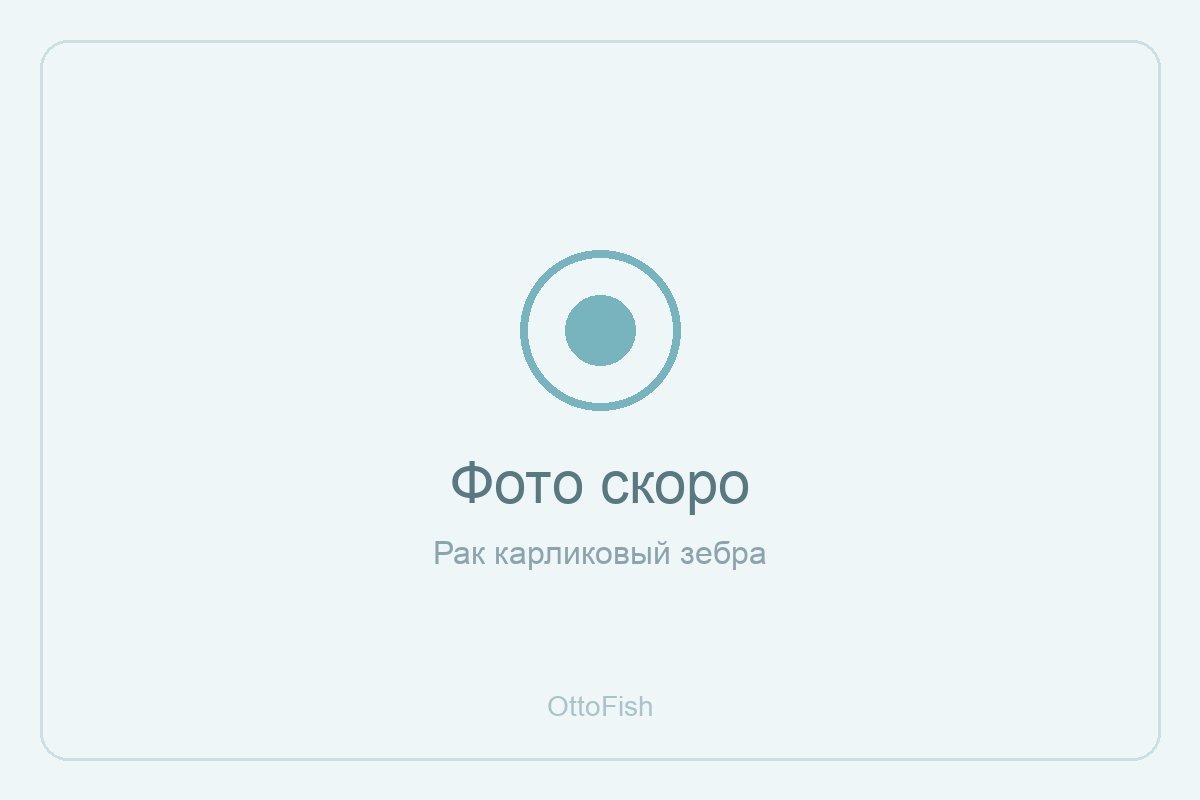 Рак карликовый зебра