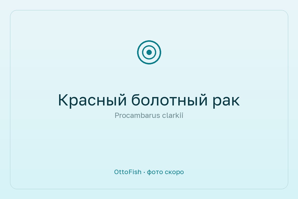 Красный болотный рак
