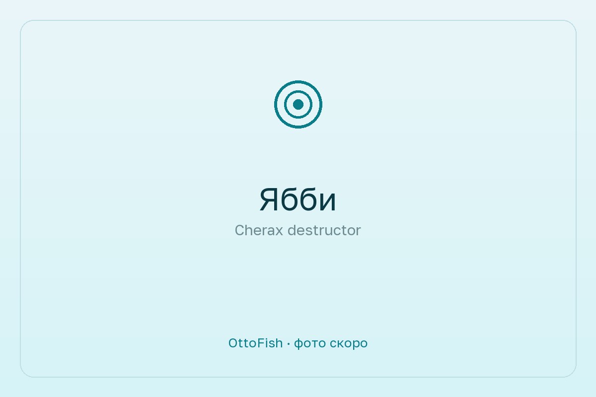 Ябби