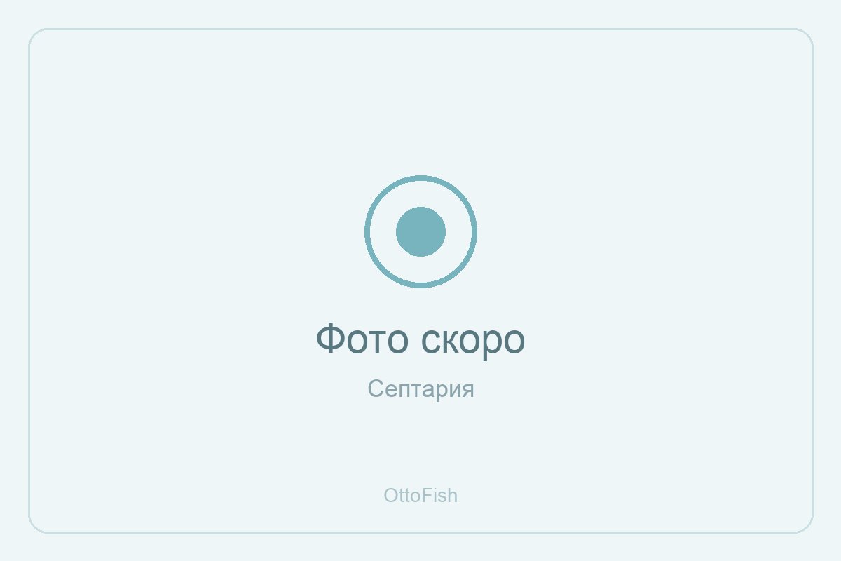 Септария
