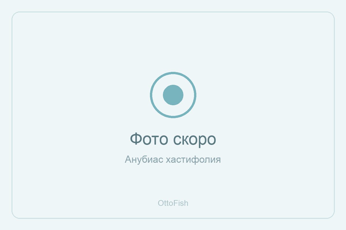 Анубиас хастифолия
