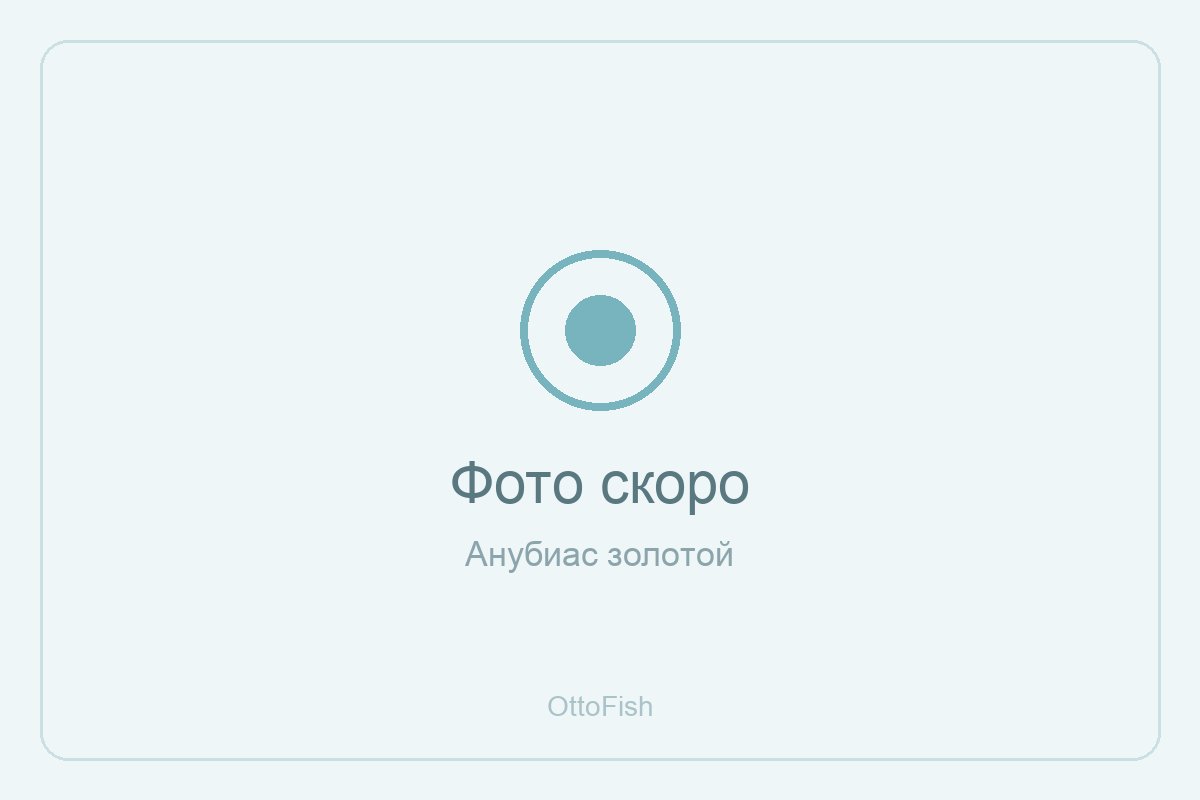 Анубиас золотой
