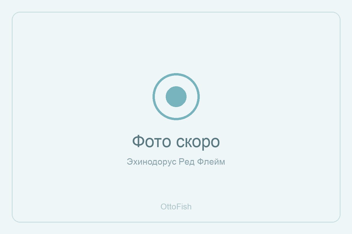 Эхинодорус Ред Флейм