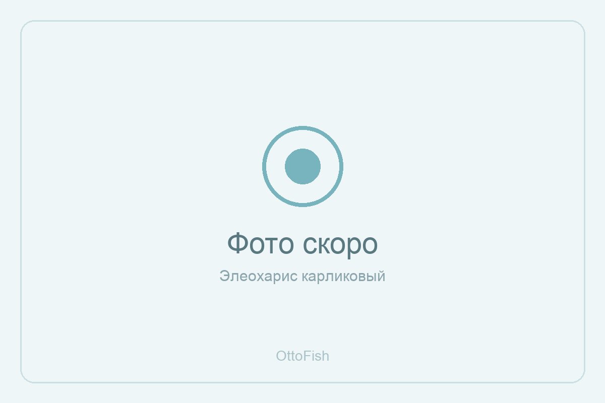 Элеохарис карликовый