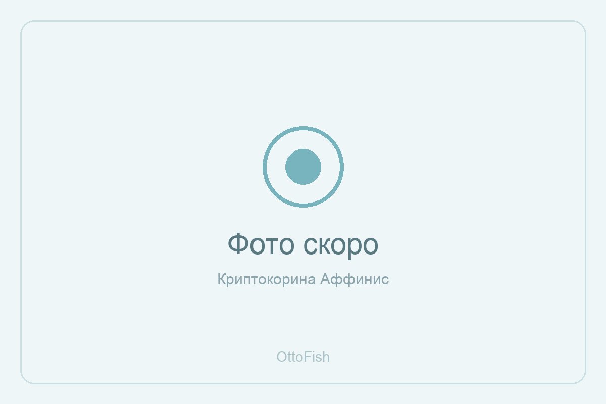 Криптокорина Аффинис