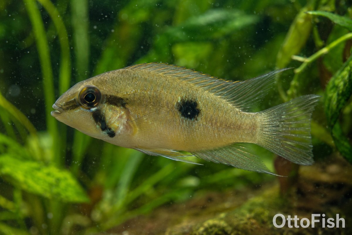 Акара Марони (Cleithracara maronii)