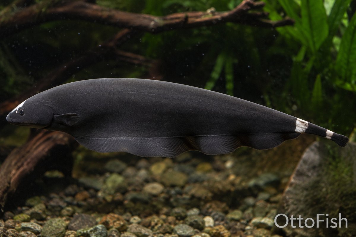 Чёрный нож (Apteronotus albifrons)