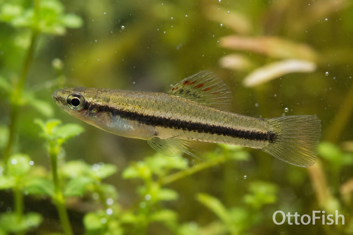 Формоза (Heterandria formosa)