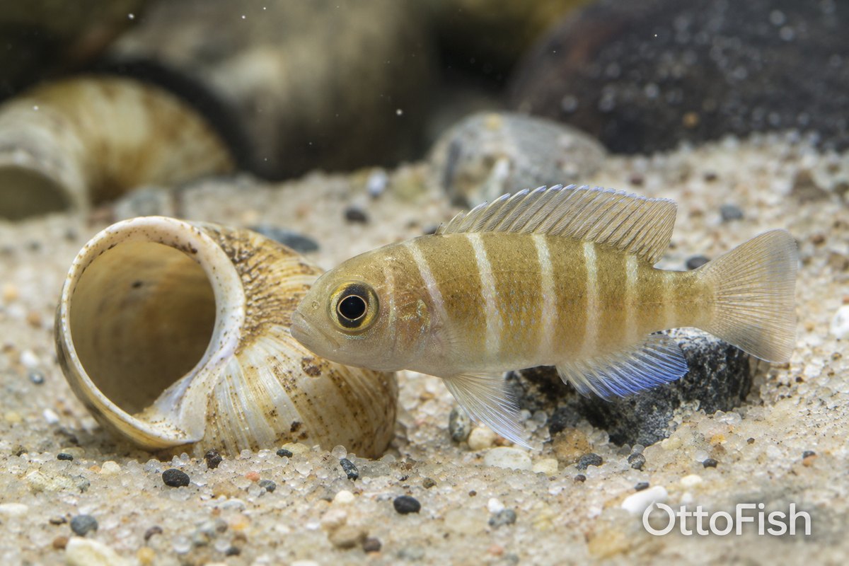 Лампрологус ракушковый (Neolamprologus multifasciatus)