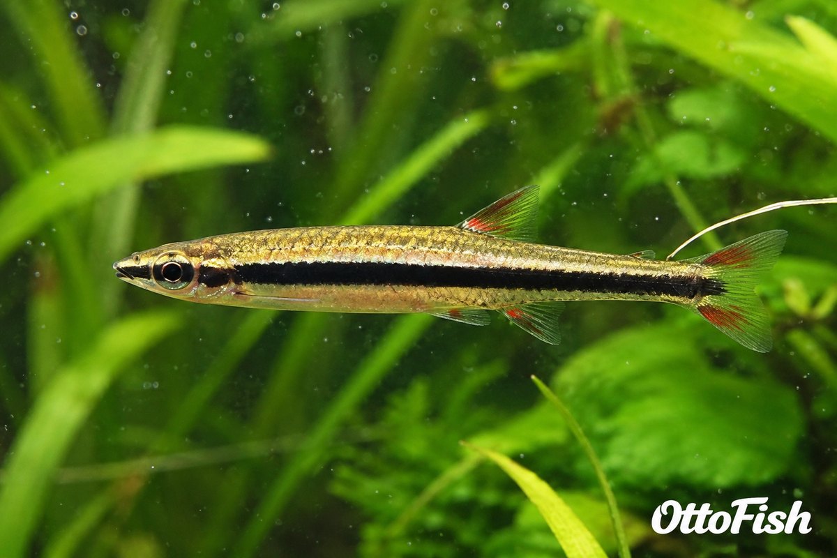 Нанностомус (Nannostomus beckfordi)