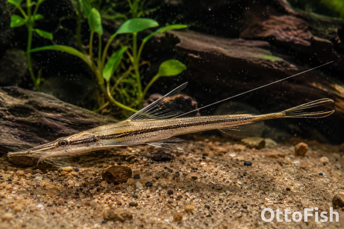 Стуризома (Sturisoma aureum)