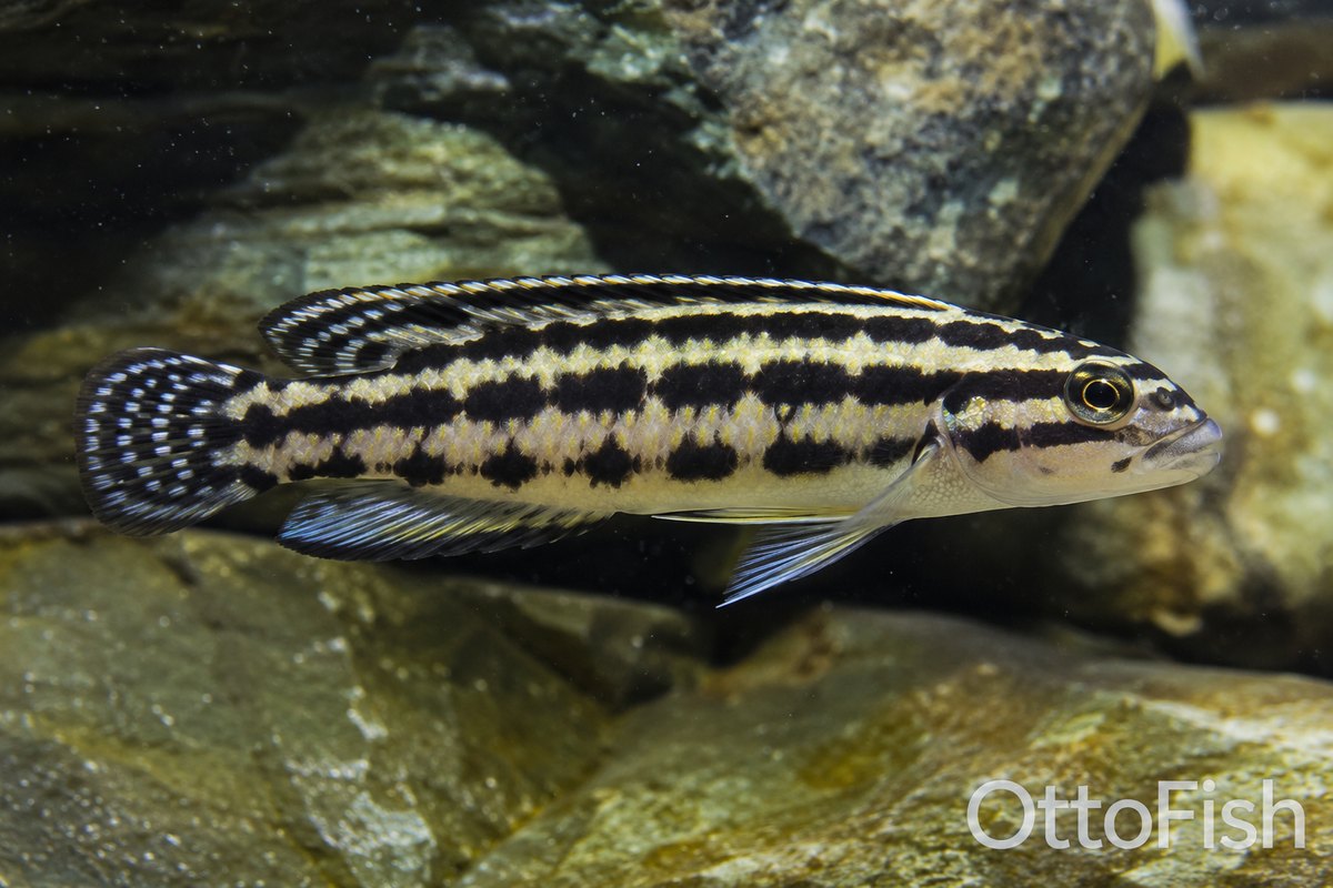 Юлидохромис (Julidochromis ornatus)